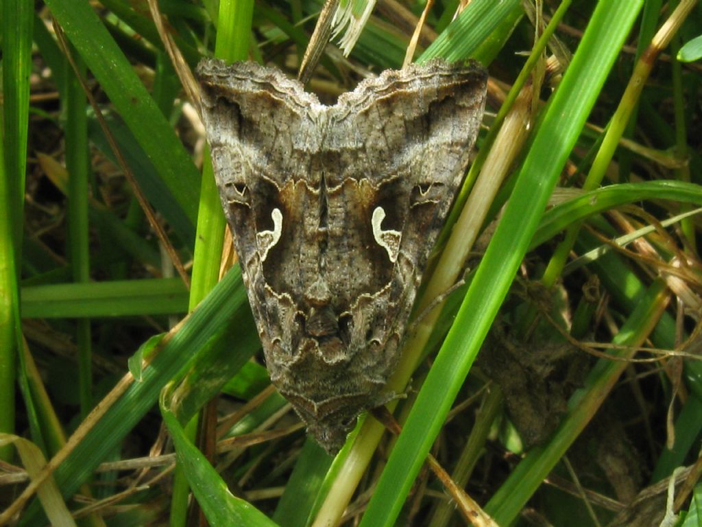 Noctuidae?