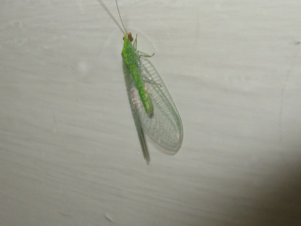 Chrysopidae: Pseudomallada sp.