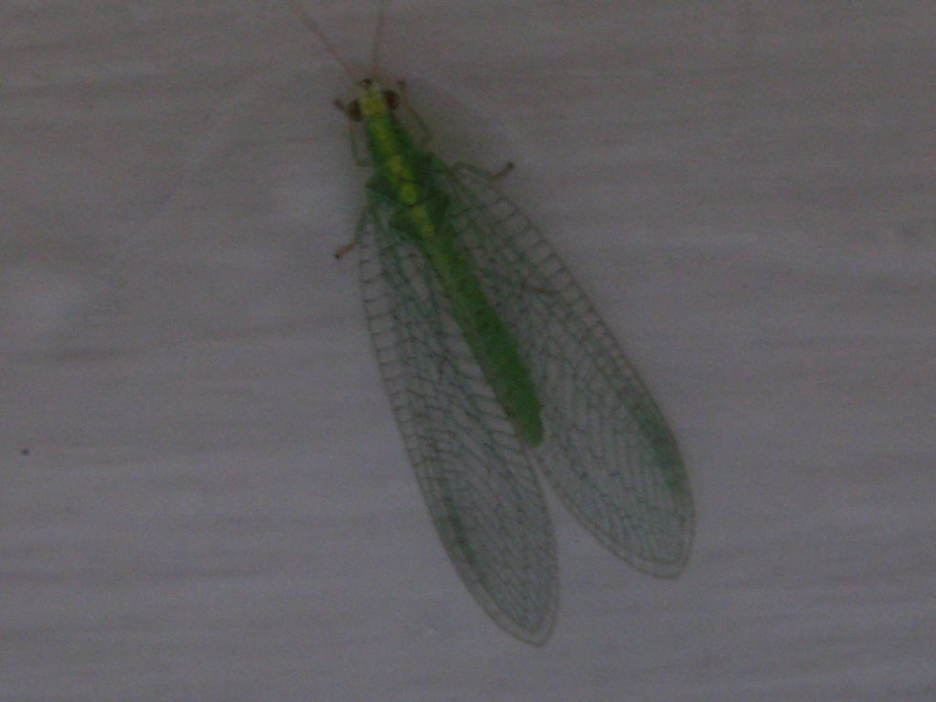 Chrysopidae: Pseudomallada sp.