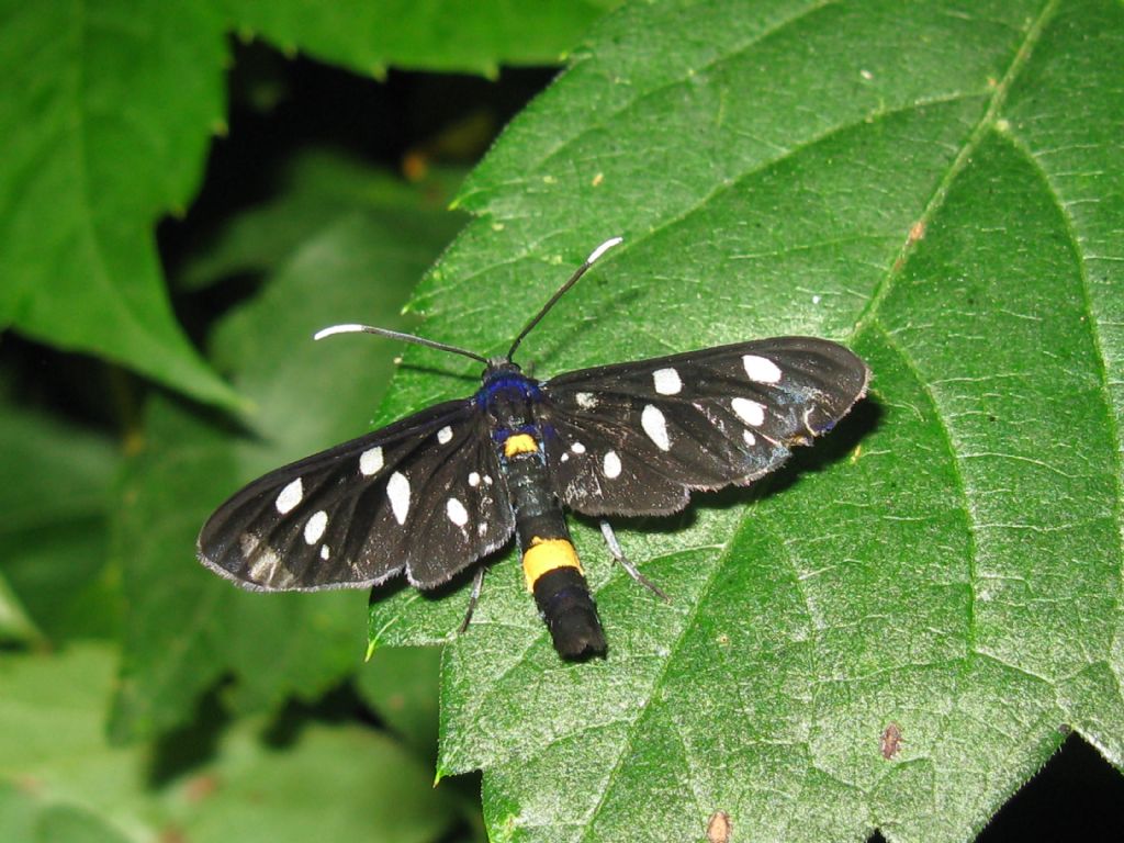 Amata phegea ?