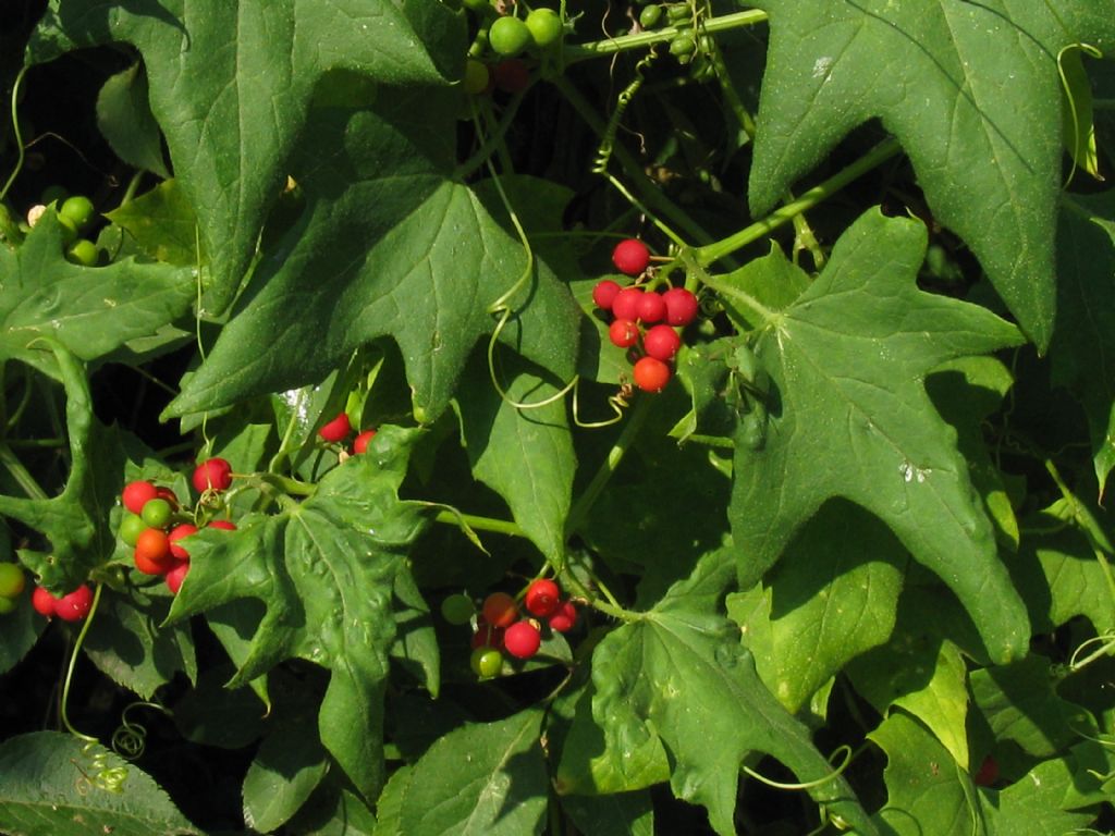 Bacche di Bryonia dioica?  Sì !