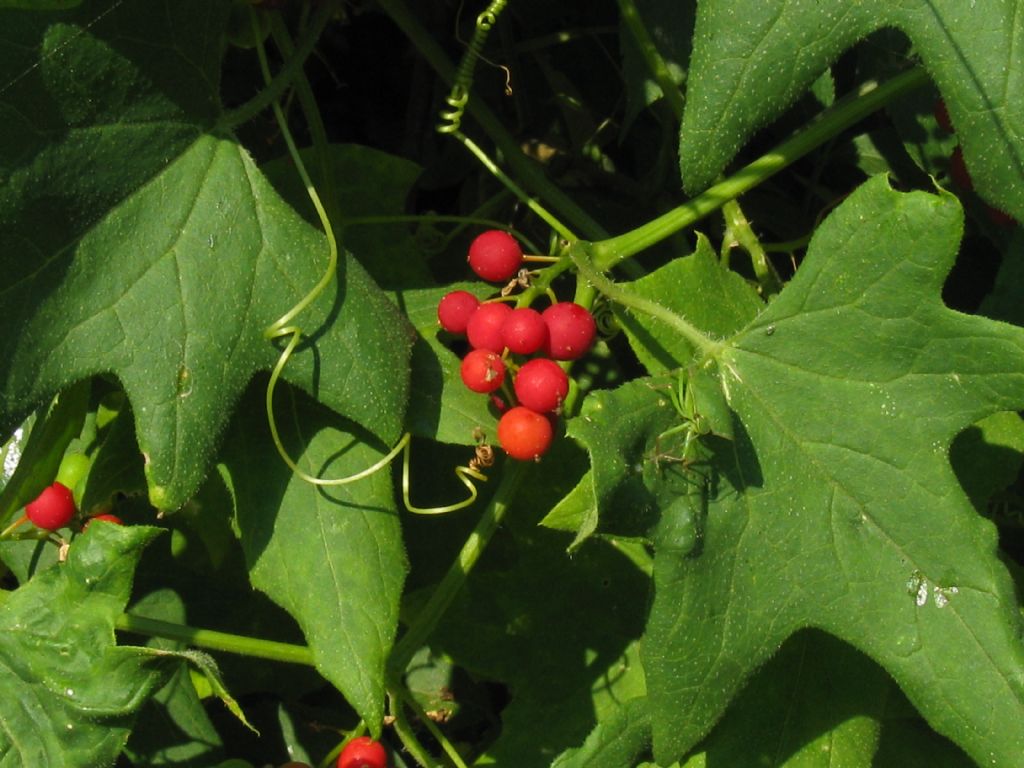 Bacche di Bryonia dioica?  Sì !