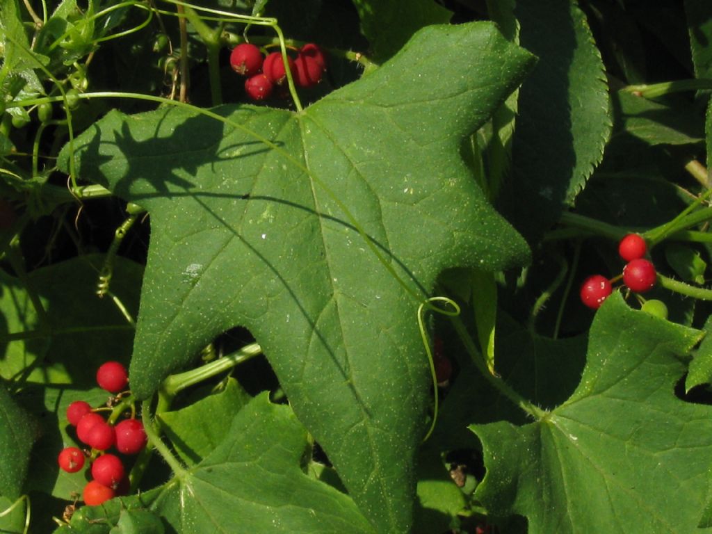 Bacche di Bryonia dioica?  Sì !