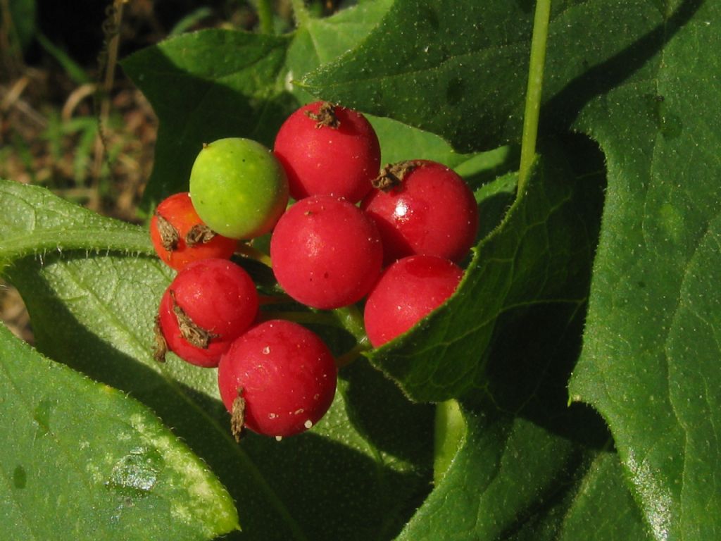 Bacche di Bryonia dioica?  Sì !