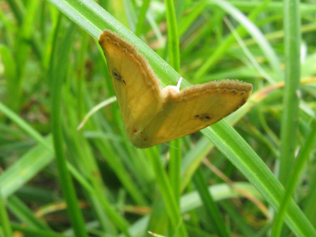 Rivula sericealis? S