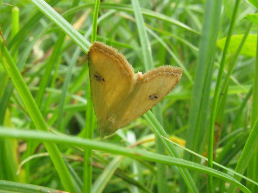 Rivula sericealis? S