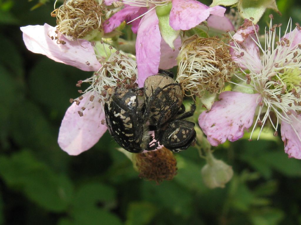 Oxythyrea funesta in accoppiamento.