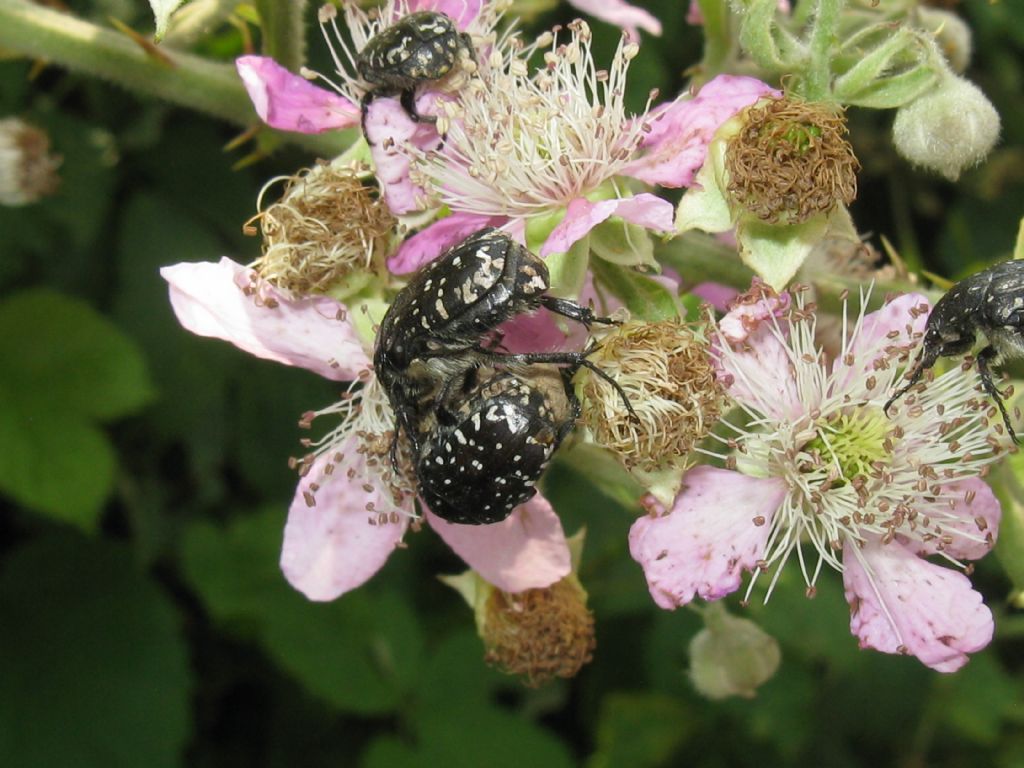 Oxythyrea funesta in accoppiamento.