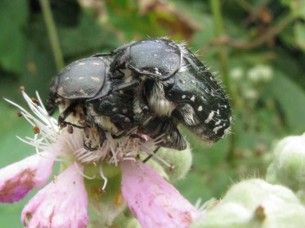 Oxythyrea funesta in accoppiamento.