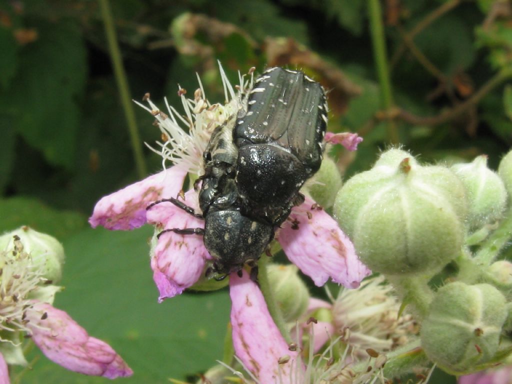 Oxythyrea funesta in accoppiamento.