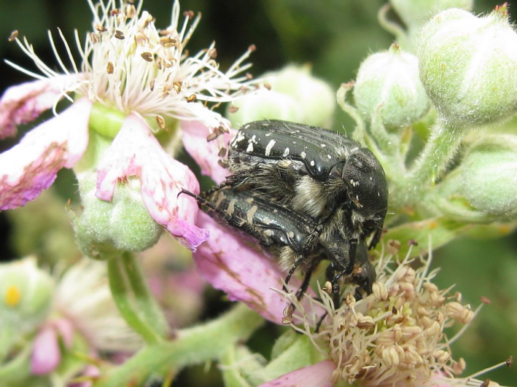 Oxythyrea funesta in accoppiamento.