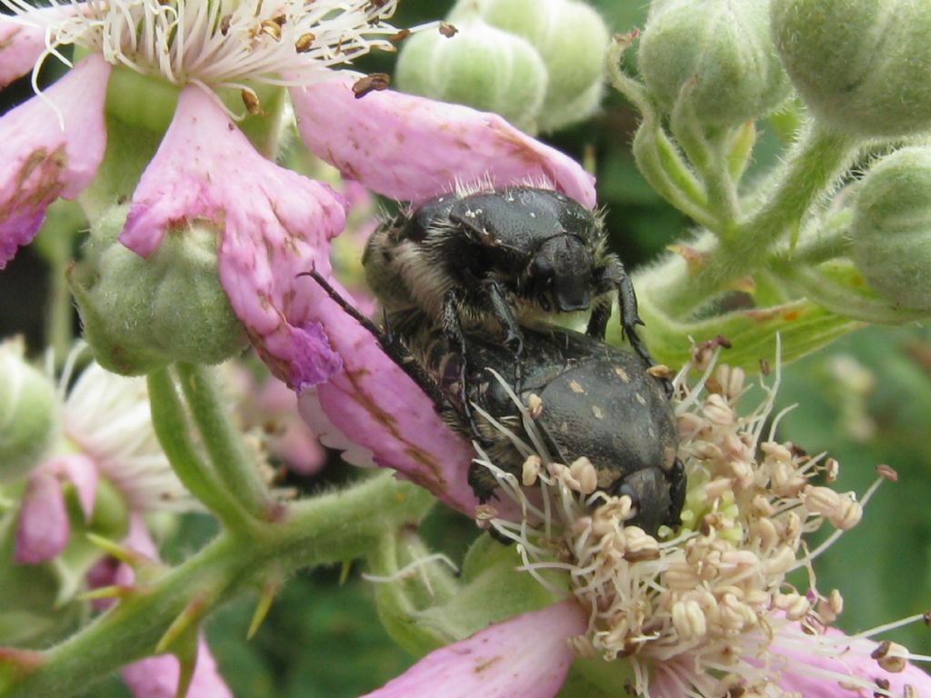 Oxythyrea funesta in accoppiamento.