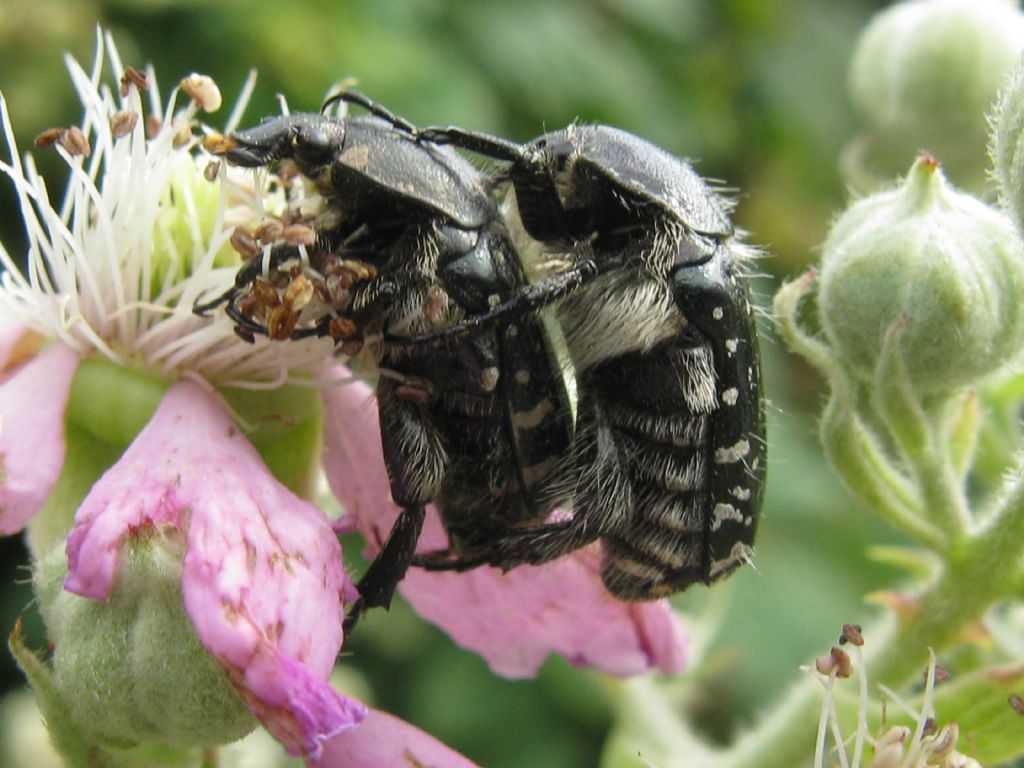 Oxythyrea funesta in accoppiamento.