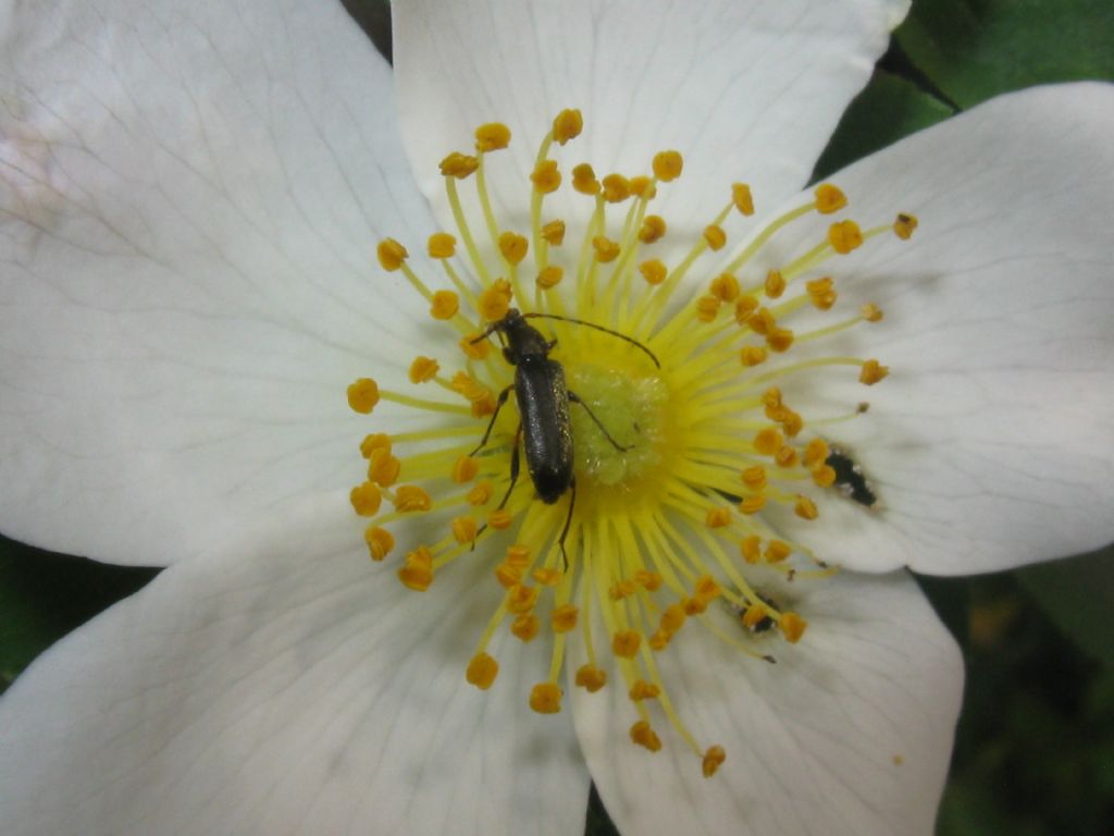Oedemeridae? no, Cerambycidae, Grammoptera ruficornis, femmina
