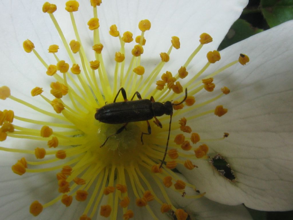 Oedemeridae? no, Cerambycidae, Grammoptera ruficornis, femmina