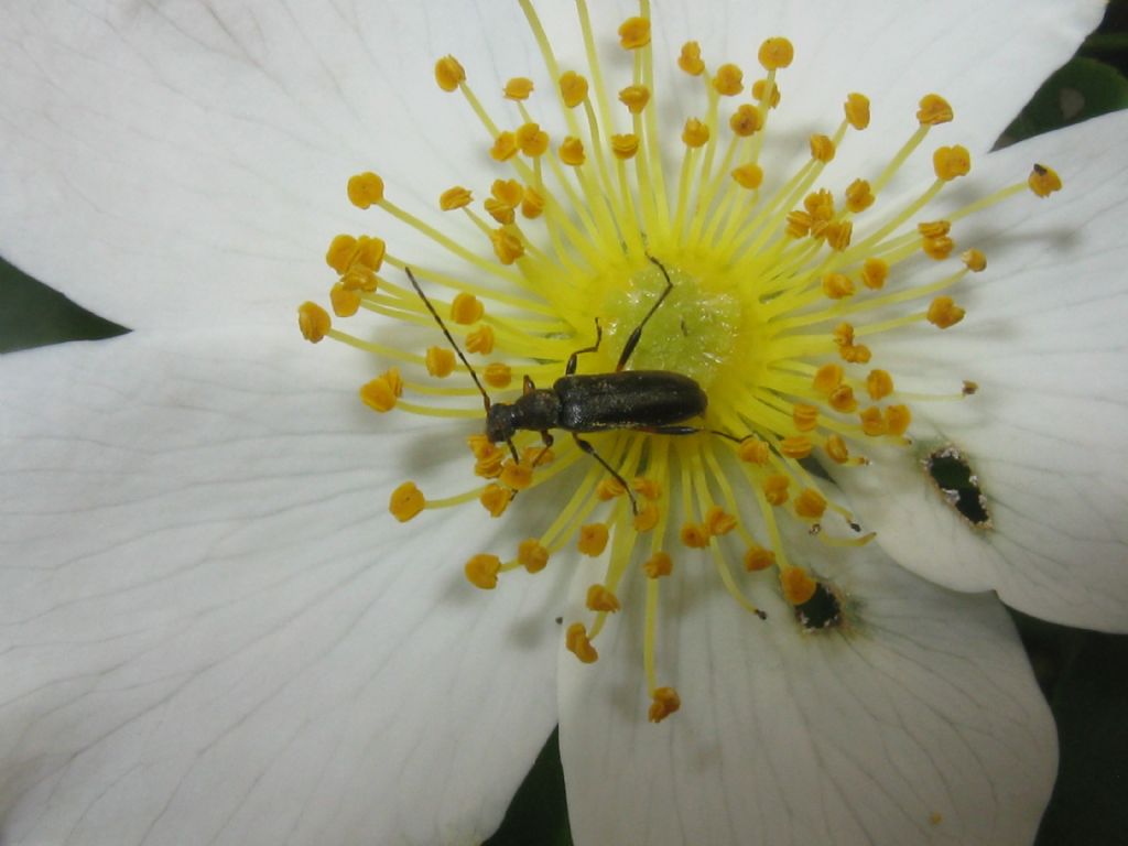 Oedemeridae? no, Cerambycidae, Grammoptera ruficornis, femmina