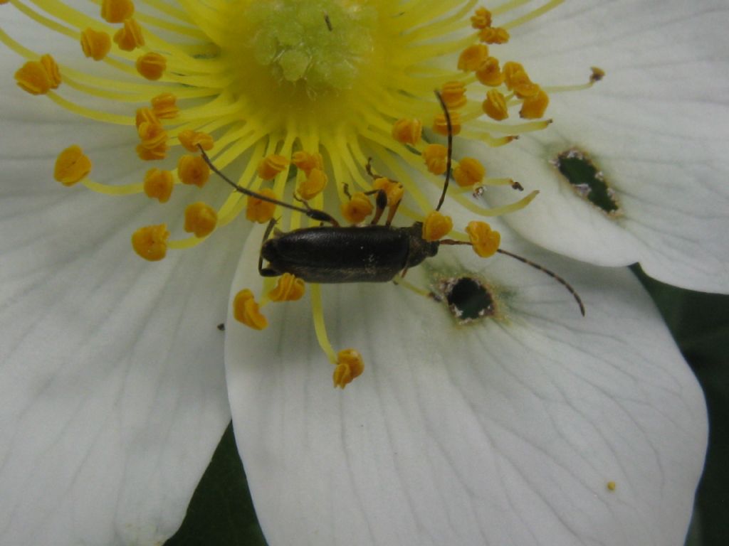 Oedemeridae? no, Cerambycidae, Grammoptera ruficornis, femmina