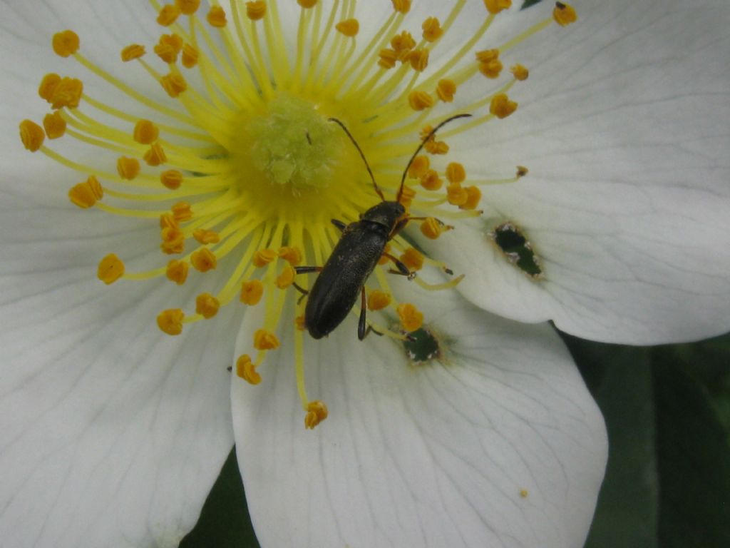 Oedemeridae? no, Cerambycidae, Grammoptera ruficornis, femmina
