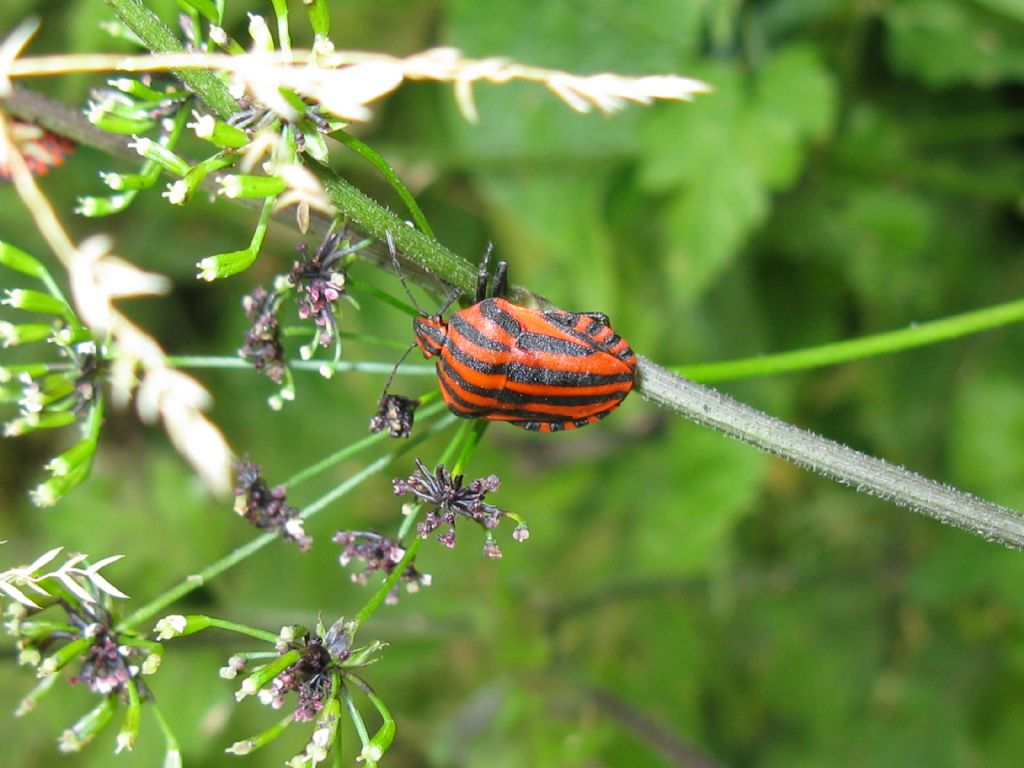 Pentatomidae: Graphosoma italicum