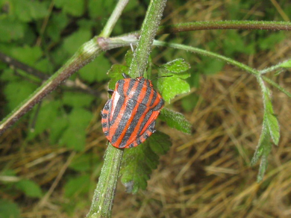 Pentatomidae: Graphosoma italicum