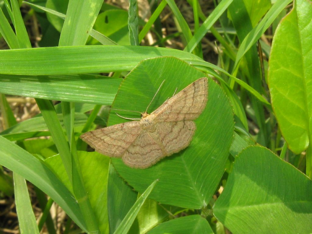 Camptogramma bilineata?  No, Scopula (Scopula) rubiginata