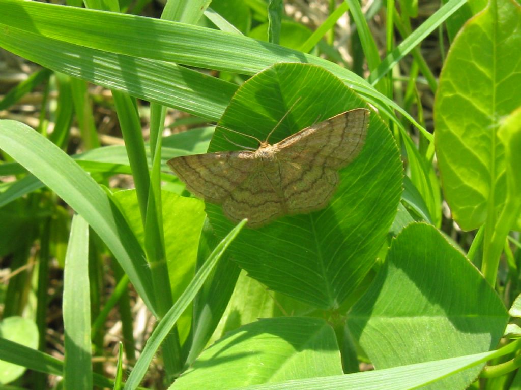 Camptogramma bilineata?  No, Scopula (Scopula) rubiginata