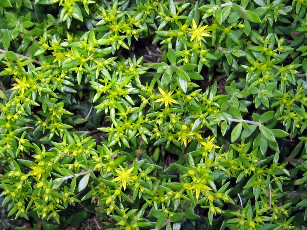 Sedum acre e Sedum sarmentosum (Crassulaceae)