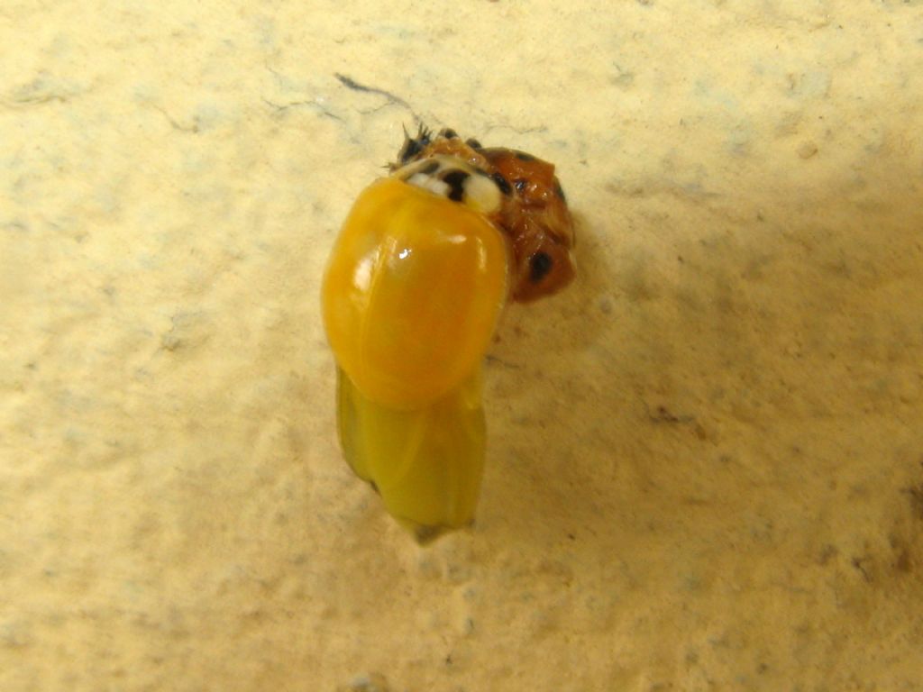 Coccinelle in trasformazione: Harmonia axyridis? Sì !