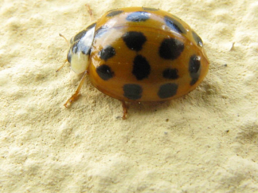 Coccinelle in trasformazione: Harmonia axyridis? Sì !