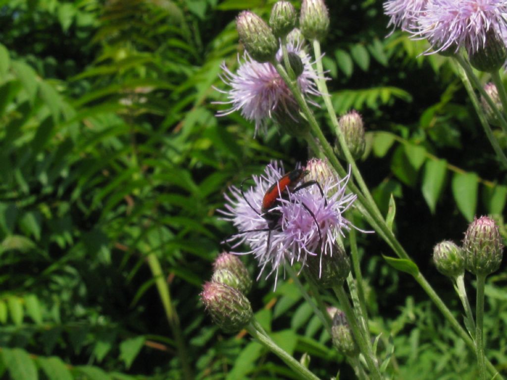 Cerambycidae: Stictoleptura cordigera cordigera