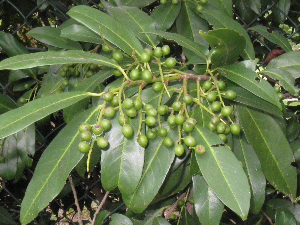 Prunus laurocerasus / Lauroceraso