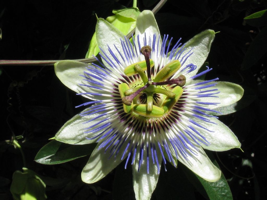 Passiflora caerulea / Fiore della passione