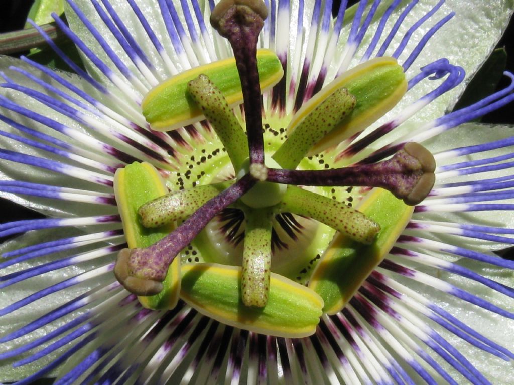 Passiflora caerulea / Fiore della passione