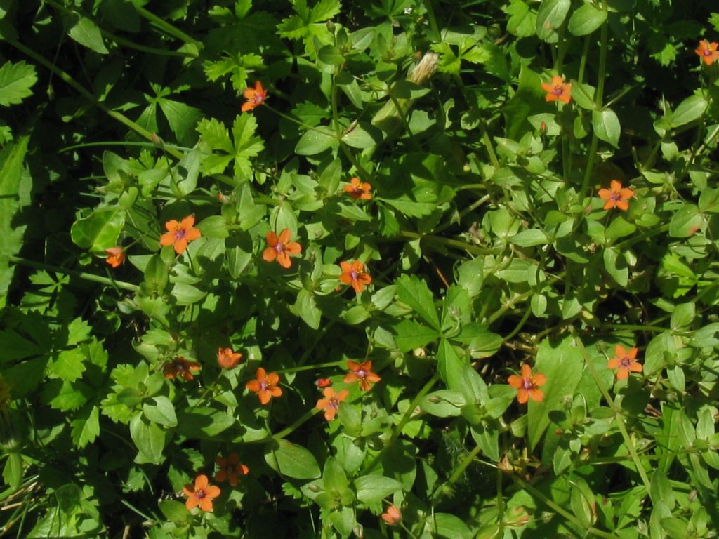 Lysimachia arvensis