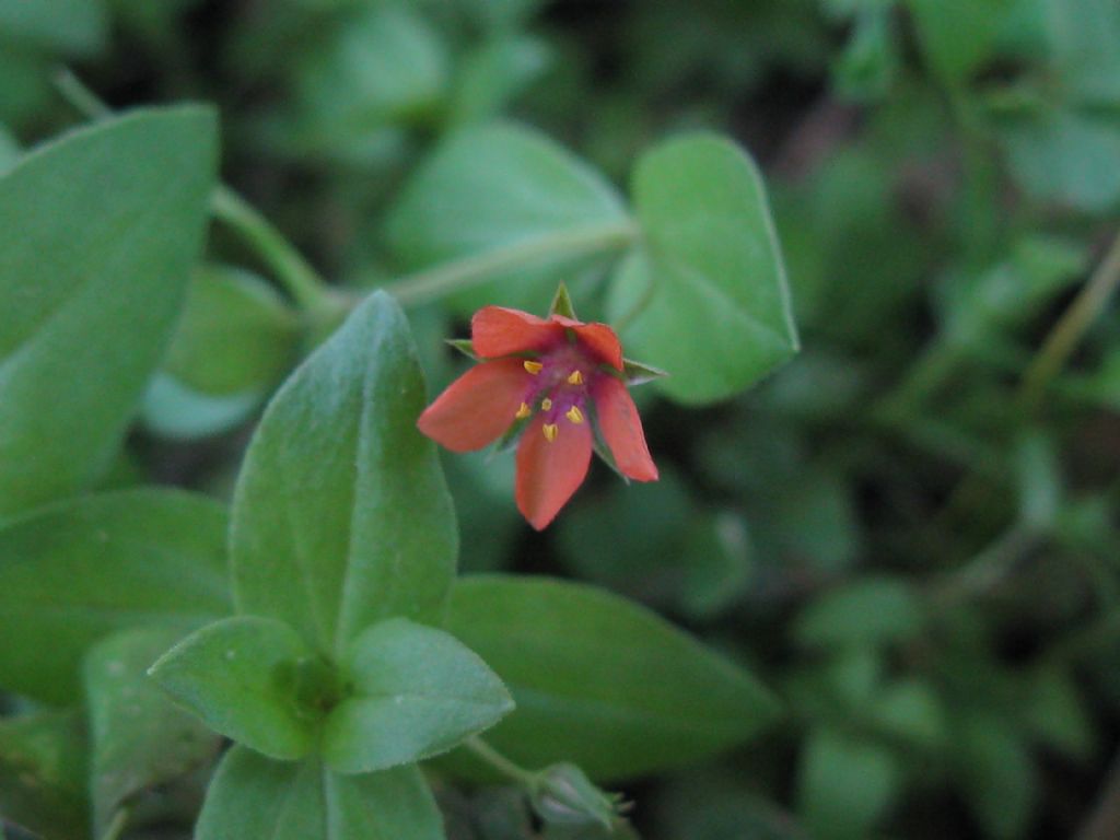 Lysimachia arvensis