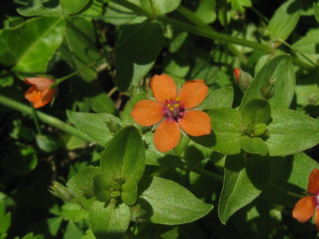 Lysimachia arvensis