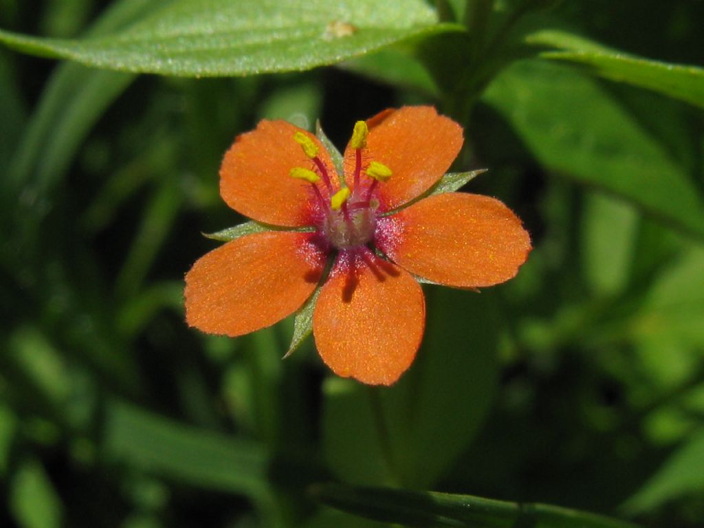 Lysimachia arvensis