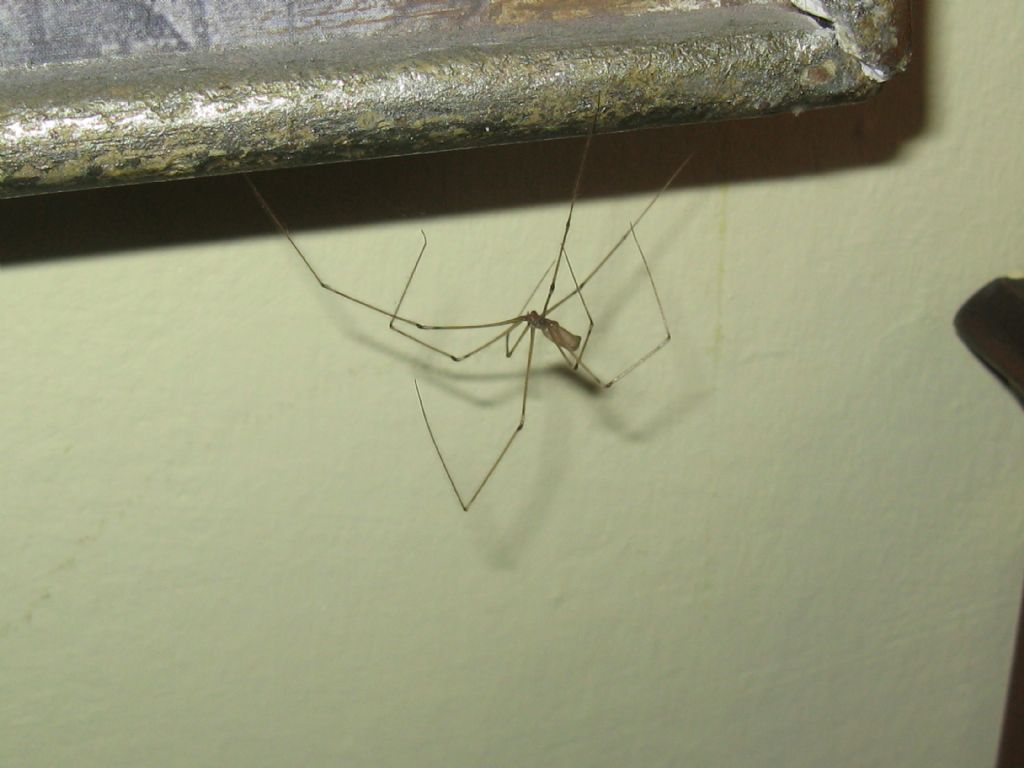 Pholcus phalangioides, femmina - Villasanta (MB)