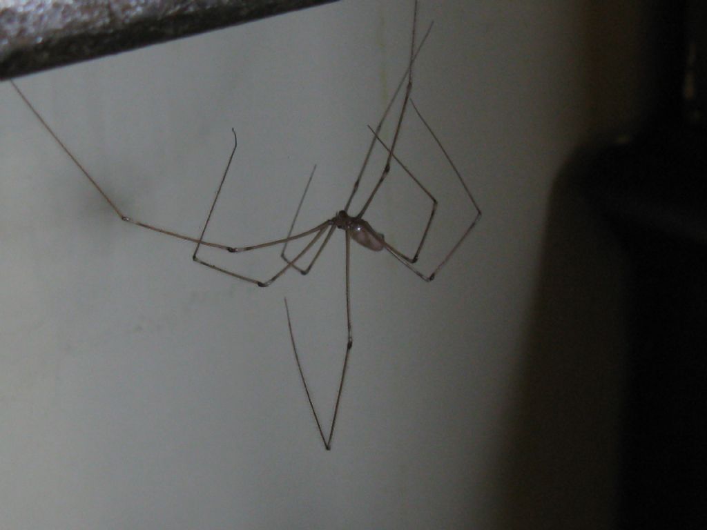 Pholcus phalangioides, femmina - Villasanta (MB)