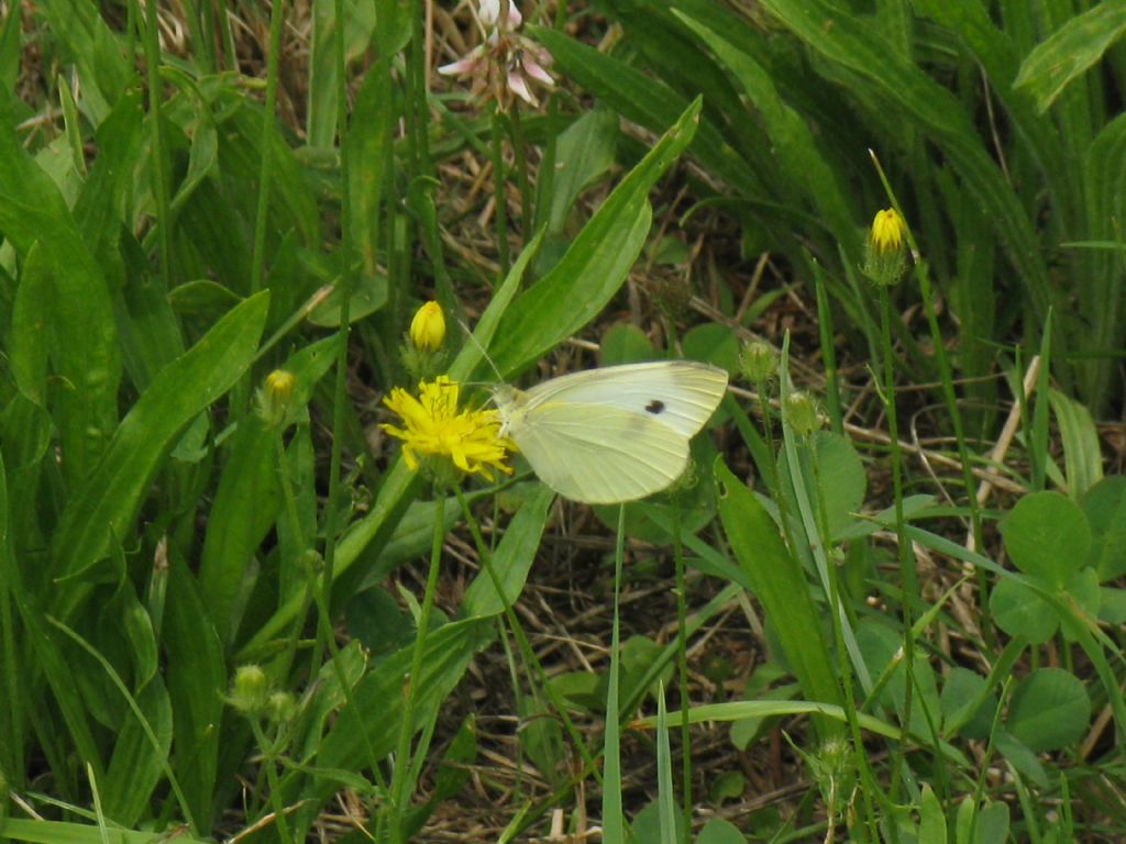 Pieris napi?  No, Pieris rapae