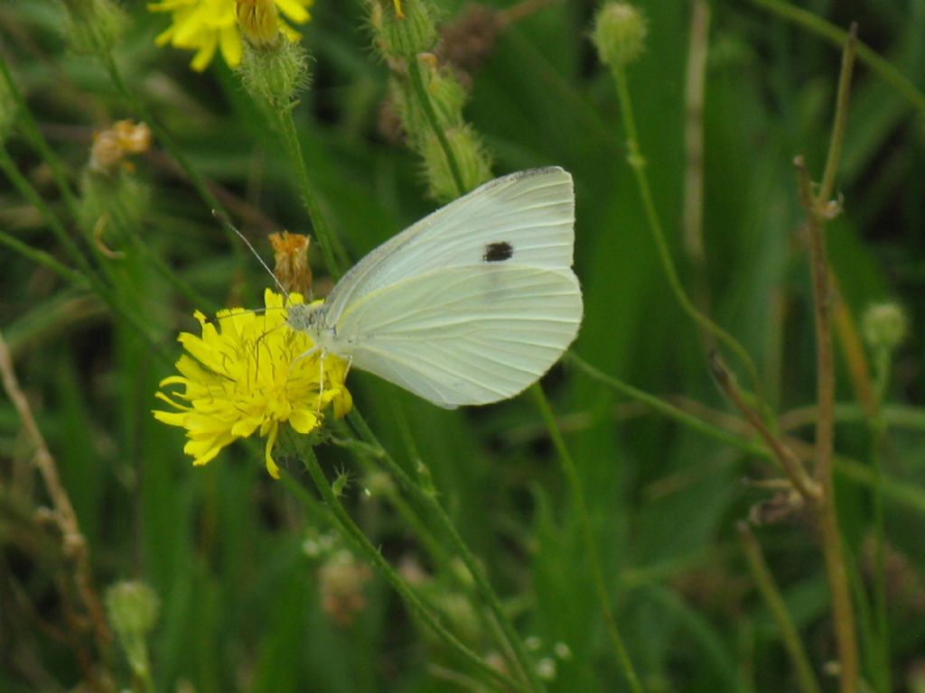 Pieris napi?  No, Pieris rapae