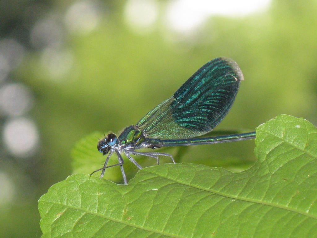 Calopteryx splendens M  e F ? S�