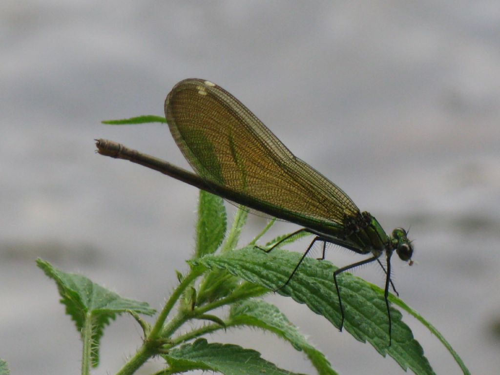 Calopteryx splendens M  e F ? S�