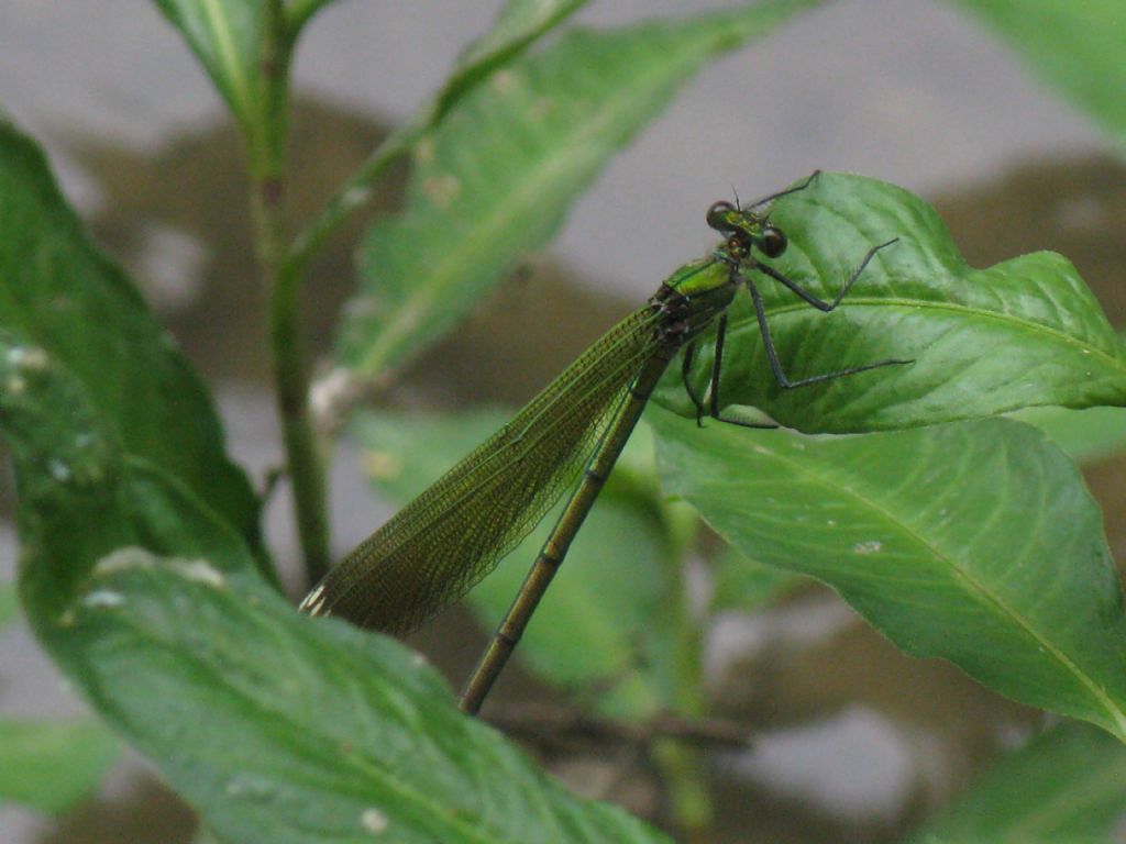 Calopteryx splendens M  e F ? S�