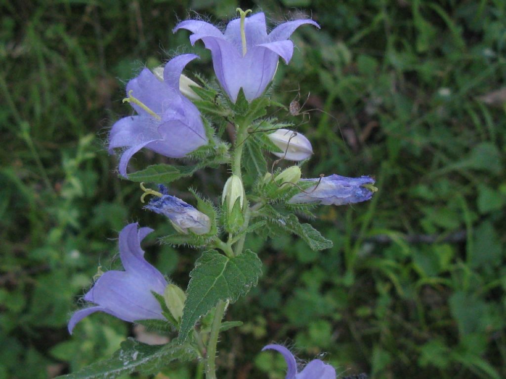 Su Campanula trachelium:  Phalangiidae: cfr.Metaphalangium sp.