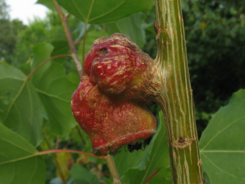 Quali galle?  Galle di Pemphigus immunis