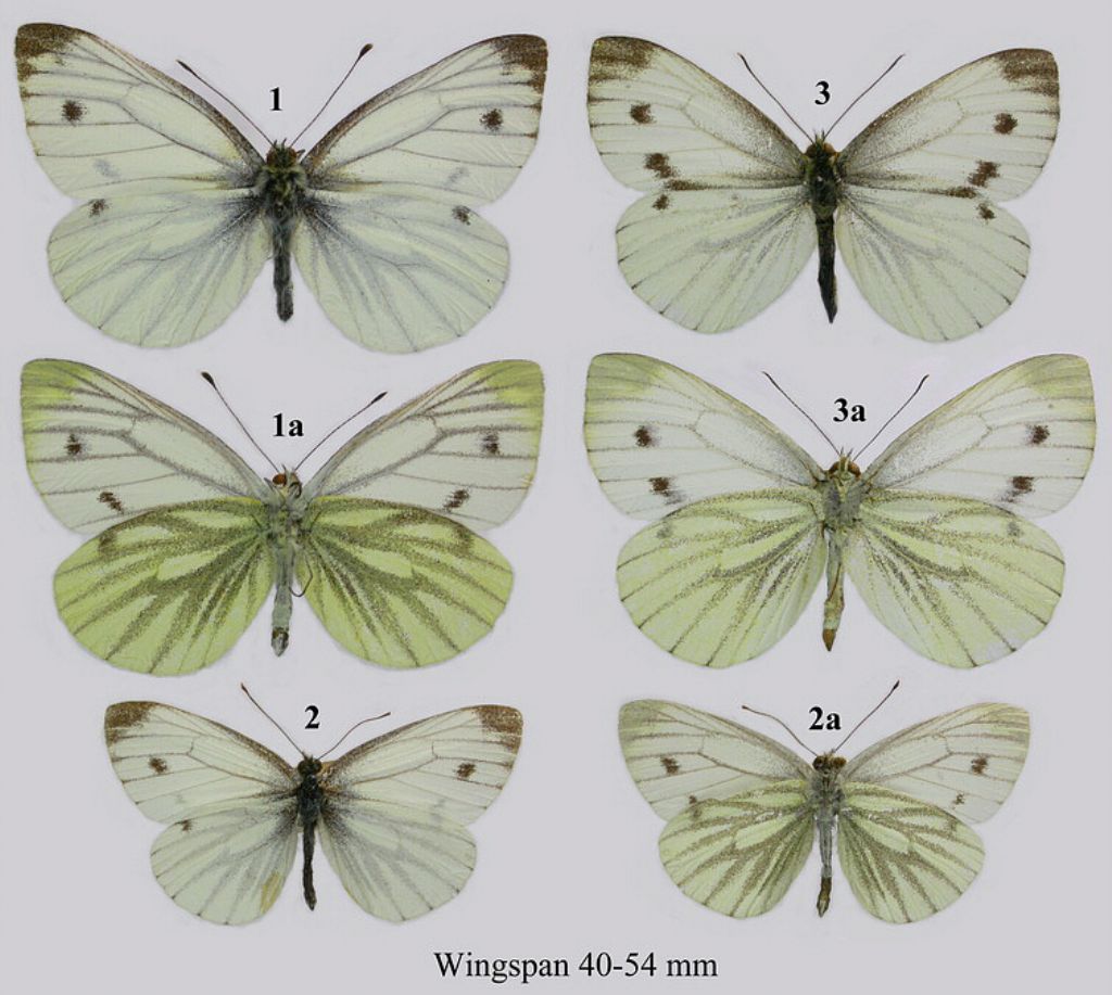 Quale Pieris?