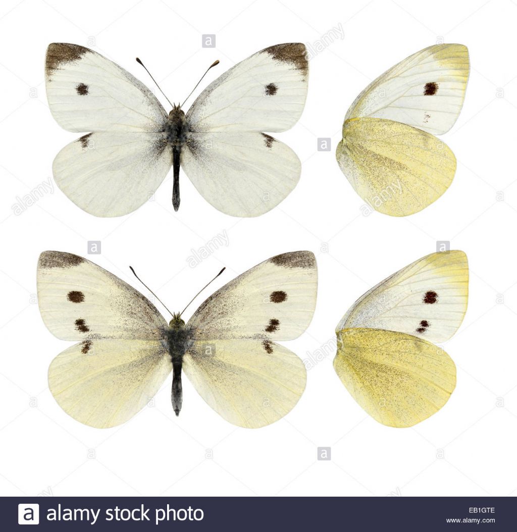 Quale Pieris?