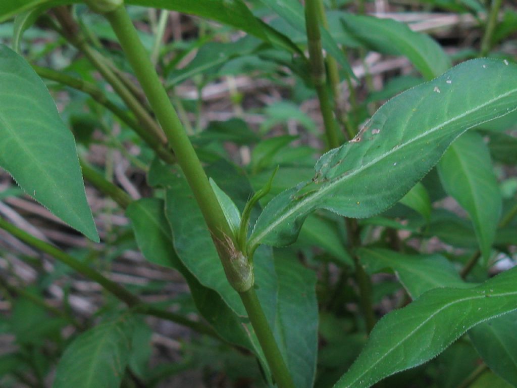 Solidago sp.(Asteraceae) in mezzo a Persicaria dubia (Polygonaceae)