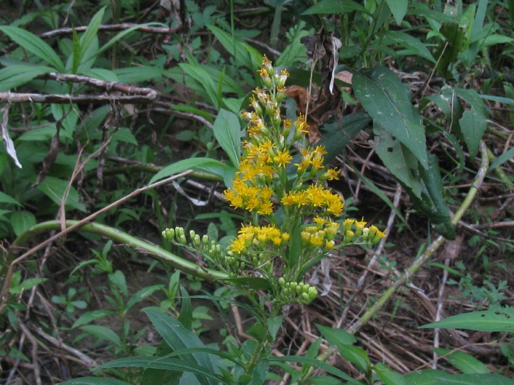 Solidago sp.(Asteraceae) in mezzo a Persicaria dubia (Polygonaceae)